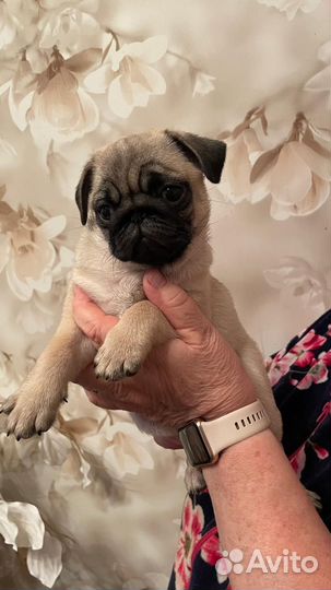 Щенок мопса