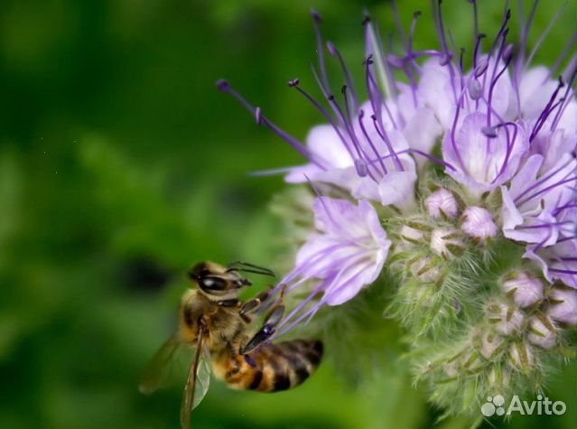 Мёд 2024 года натуральный оптом