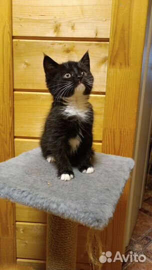 Котята в добрые руки бесплатно,приучены к лотку