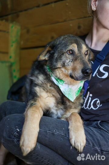Подари дом брошенной собаке