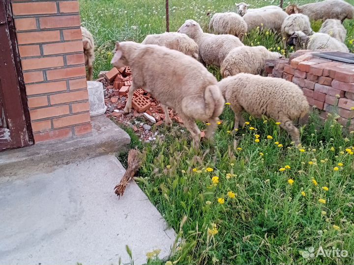 Овцы бараны