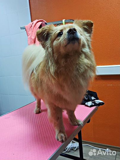 Грумер / Груминг