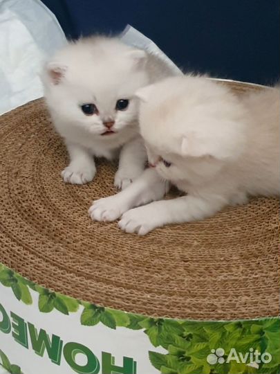 Ns12 Серебристая шиншилла британский котёнок
