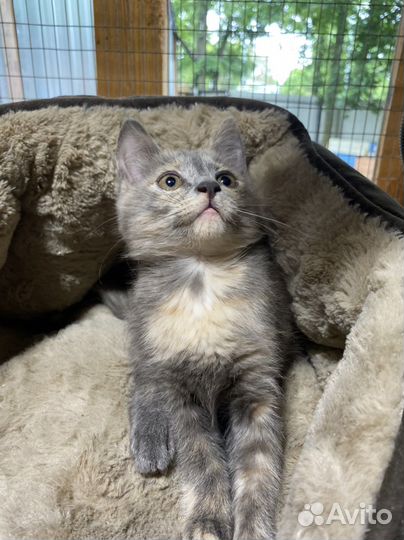 Котята ищут дом
