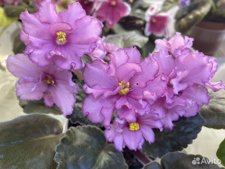 «фиалка на волге» широкий выбор фиалок