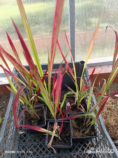 Императа цилиндрическая Ред барон