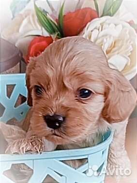 Спаниель щенки