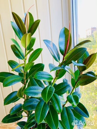 Фикус Эластика Робуста, Мелани