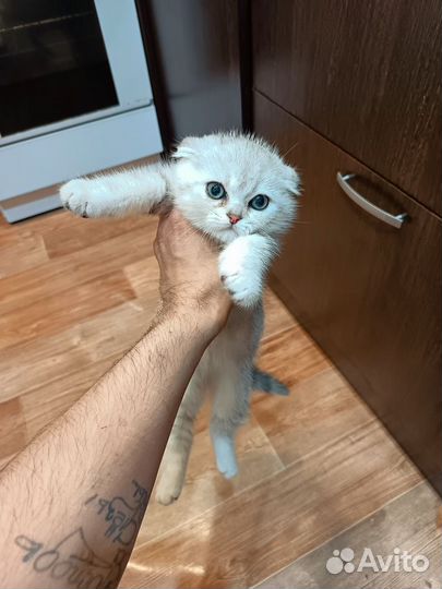 Шотландские вислоухие котята