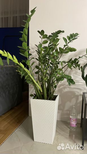 Замиокулькас