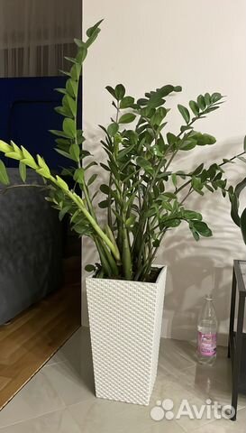 Замиокулькас