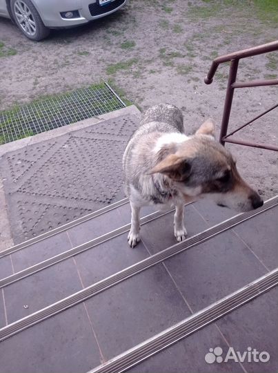 Щенки в хорошие руки