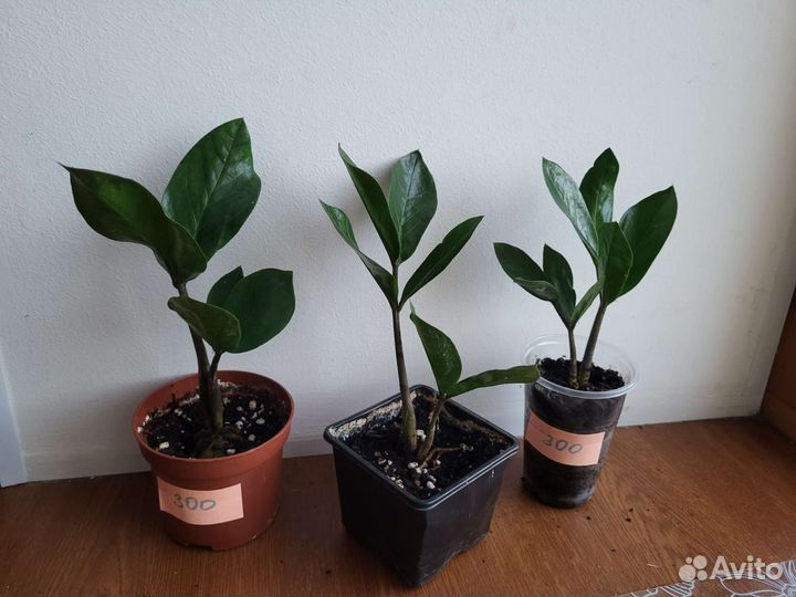 Замиокулькас