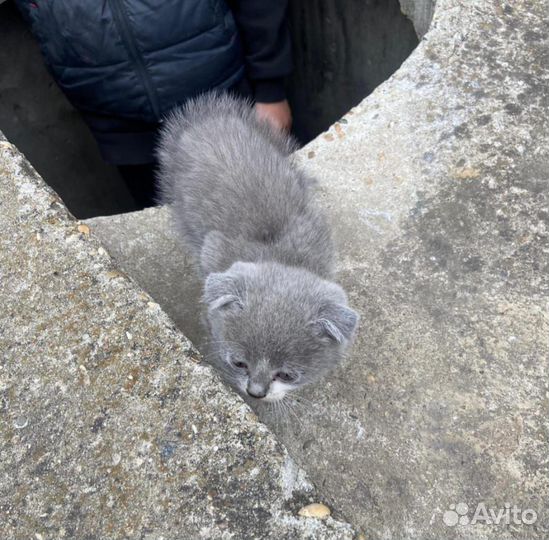 Бездомные котята