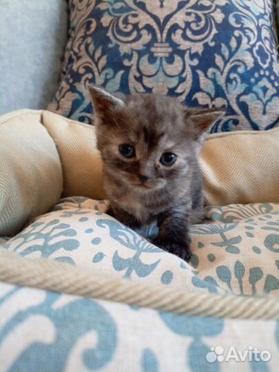 Шотландские котята