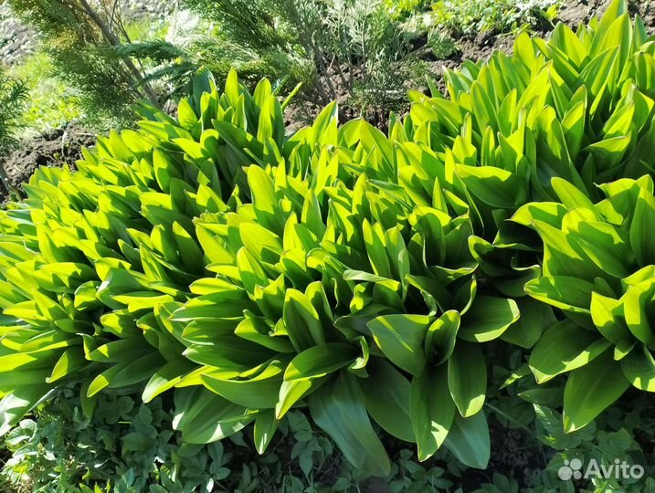 Безвременник