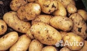 Картофель андретта