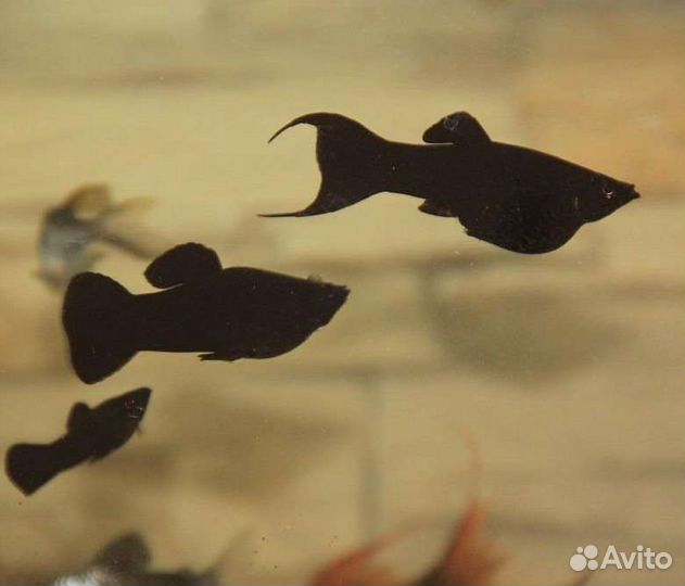 Рыбки аквариумные