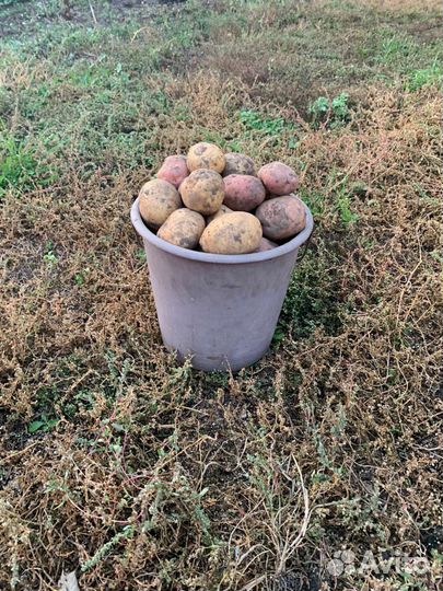 Продам картофель