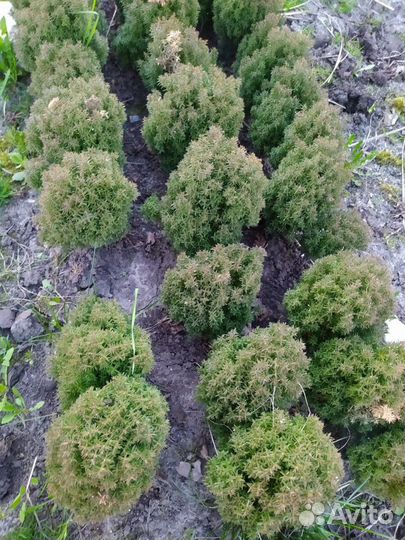 Декоративные кустарники, туя 1 м., туя тедди-40 см