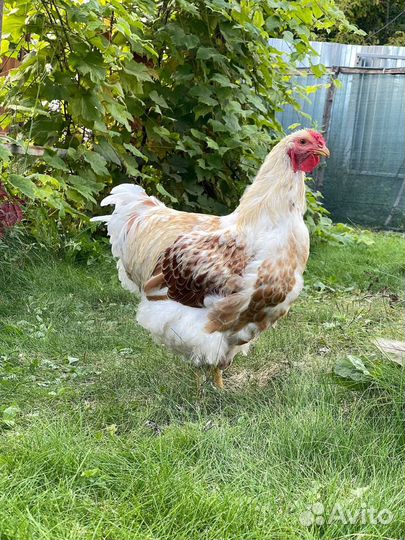 Петух виандот