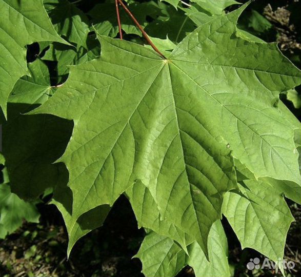 Клен остролистный (платановидный)