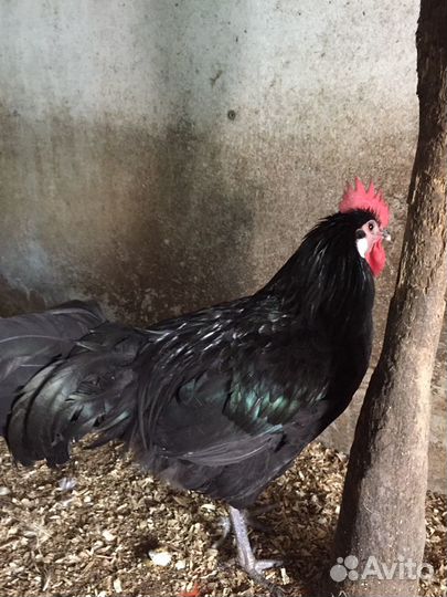 Петухи и Куры черные Доставлю
