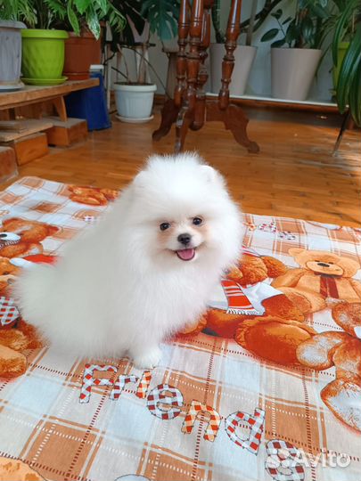 Суперпушистик