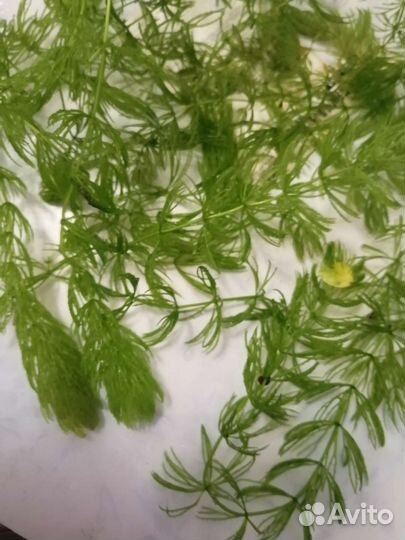 Растения для аквариума