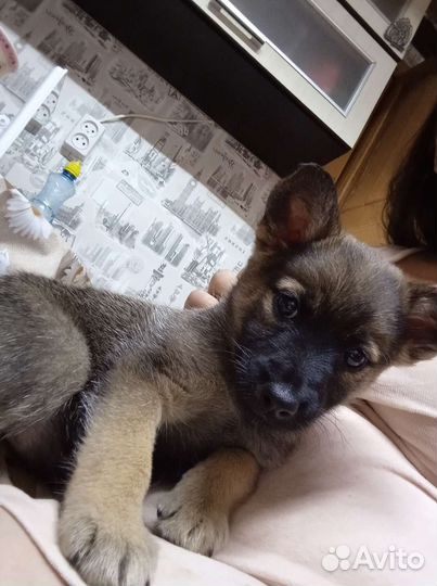 Собачки бесплатно