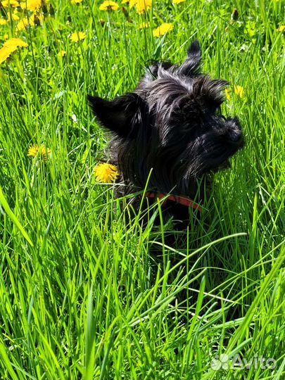 Черный Йорк мальчик. 1 год 2 месяца. Вязка