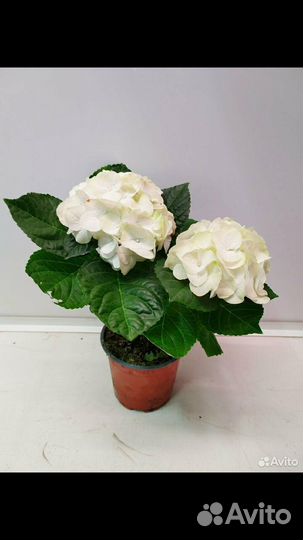 Гортензия комнатная