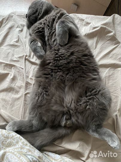 Шотландский вислоухий кот на вязку