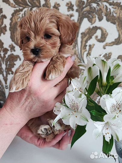 Maltipoo мальтипу