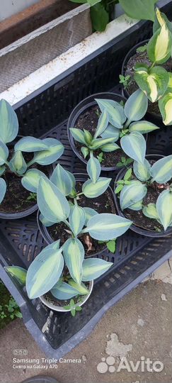 Хосты сортовые гибридные