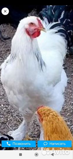 Куры молодки