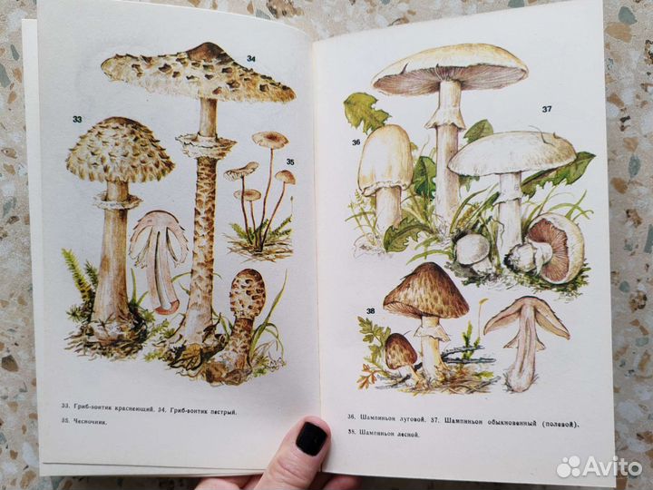 Грибы на вашем столе (цветные иллюстрации)