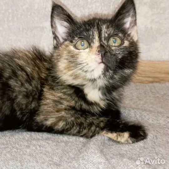 Котята пятнистого окраса девочки 2 мес. В квартиру