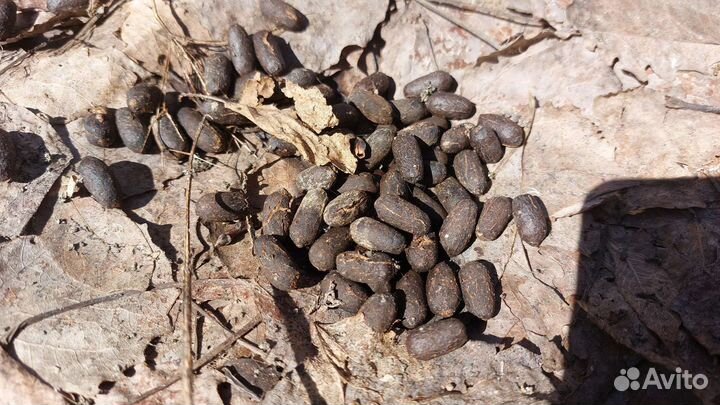 Лосиный помет (навоз)