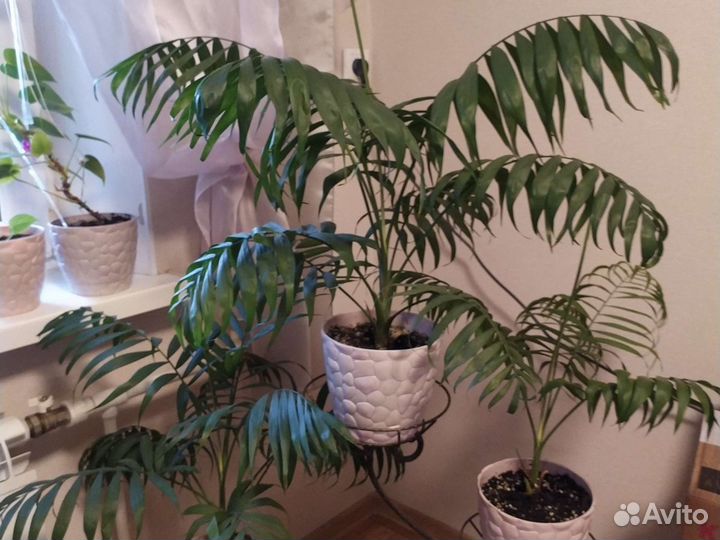 Хамедорея комнатные домашние растения