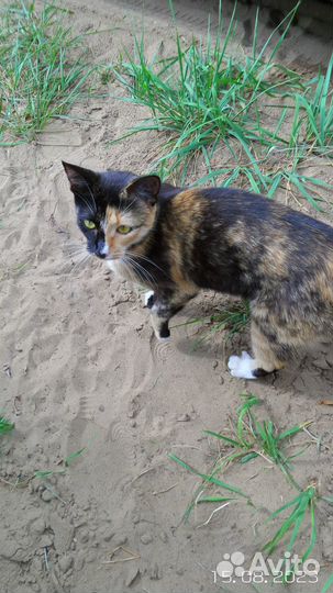 Кот ищет дом