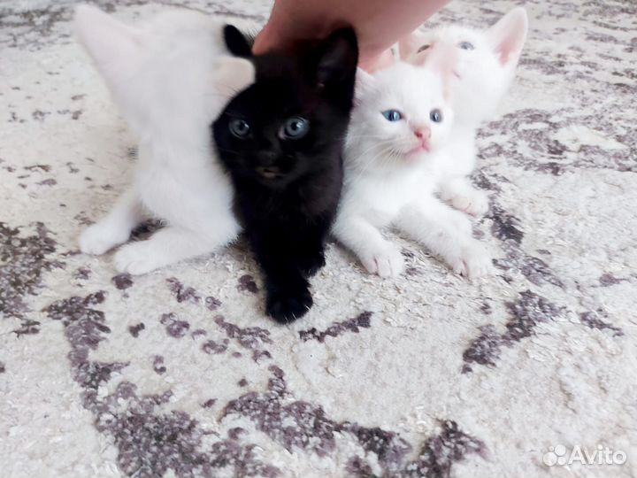 Котята в добрые руки