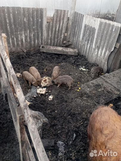 Венгерская мангалица