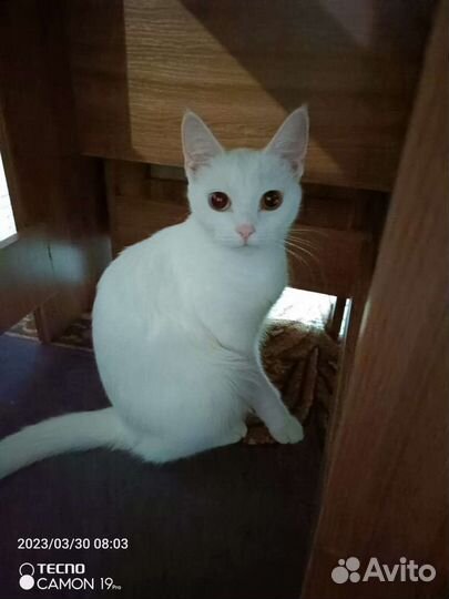 Кошки в добрые руки бесплатно