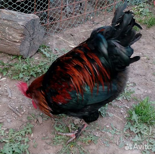Петух маран черно-медный
