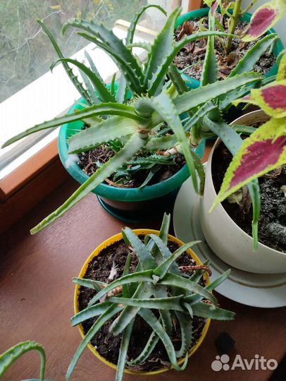 Денежное дерево красула толстянка