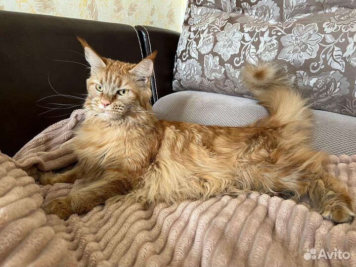 Мейн-кун девочка