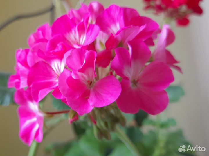 Герань (пеларгония)