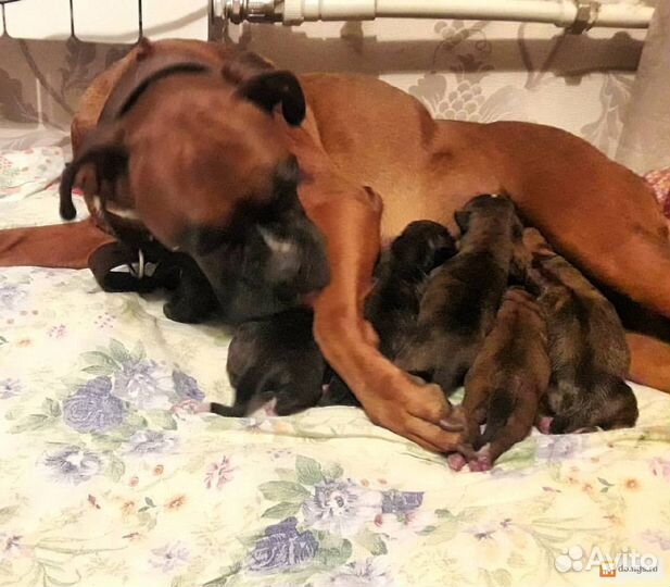 Инструктор по вязке собак