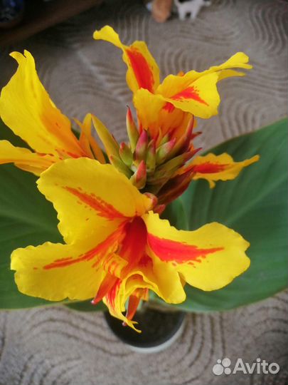 Цветы Канны 